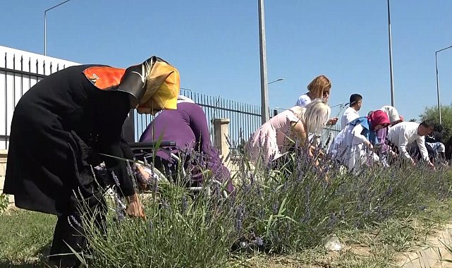 Müdür Gün: "Muş'ta 5 adet lavanta bahçesi kuracağız"