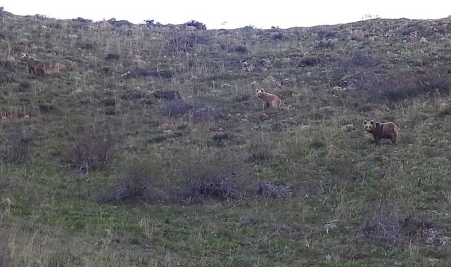 Munzur Dağlarında dağ keçileri ve peşlerinde ki ayılar görüntülendi