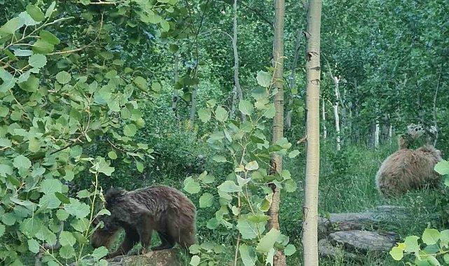 Nemrut'un boz ayıları sürü halinde görüntülendi