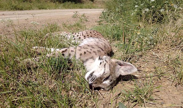 Nesli tükenmekte olan vaşağa araba çarptı