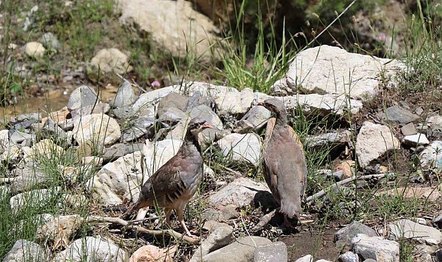 Oltu'da doğaya 600 kınalı keklik saldılar