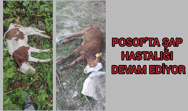 Posof'ta şap hastalığı devam ediyor