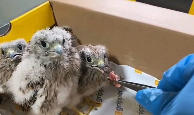 "Şimdi yavru kerkenezlerin akşam yemeği vakti"