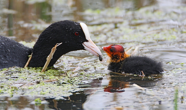 Sakarmekenin yavrularını besleme anı kameraya yansıdı