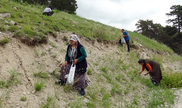 Sarıkamış'ta 2 bin 500 rakımda zahter bereketi yaşanıyor