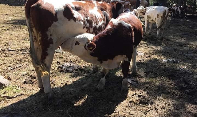 Sarıkamış'ta hayvan hırsızlığı