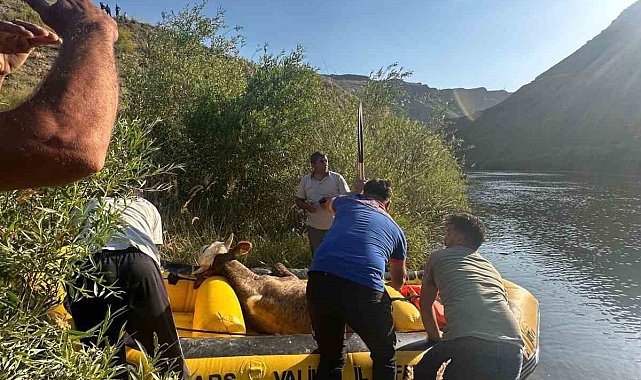Sarıkamış'ta Aras Nehri'ne düşen büyükbaş hayvan kurtarıldı
