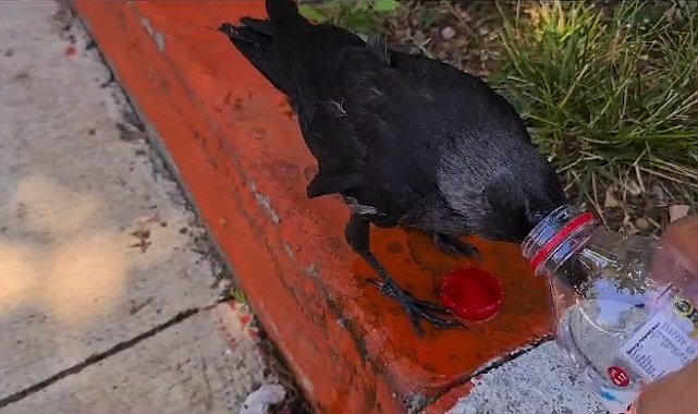 Sıcaktan bunalan kargaya su içirdi