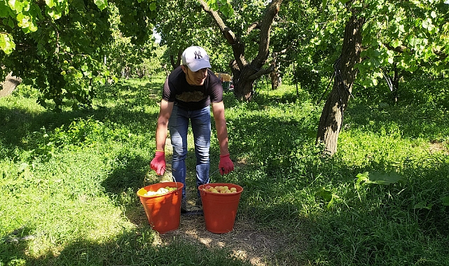 Kağızman kayısısının hasadına başlandı
