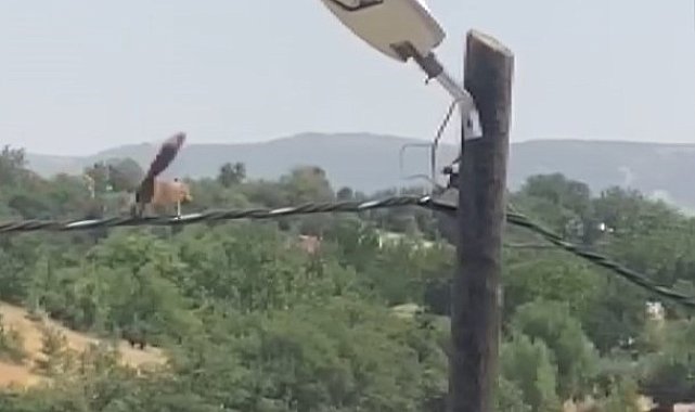 Sincaptan elektrik direğinde akrobasi