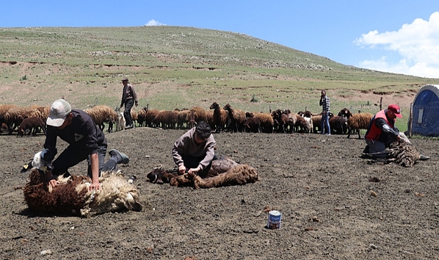 Sinek Yaylası&#039;nda göçerler &quot;koyun kırkma&quot; mesaisine başladı
