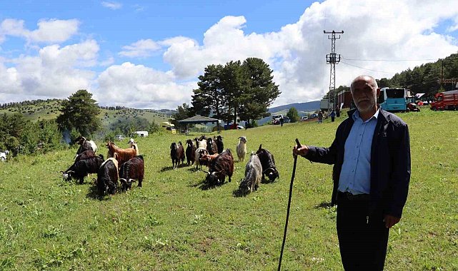 Şirankes festivalinde keçilerin müzik keyfi