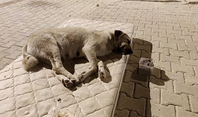 Sokak köpeği için yola yatak serdiler