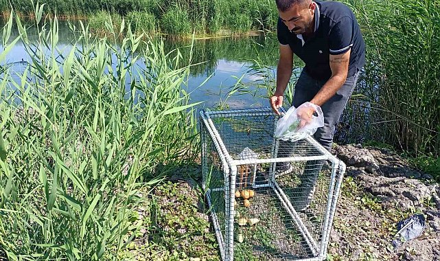 Su maymunların kontrol altına alınması için kapanlar kuruldu