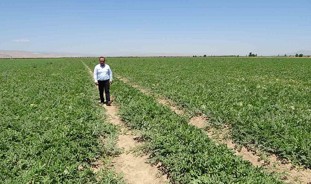 Sultansuyu'nda karpuz ve kavun hasadı için gün sayılıyor