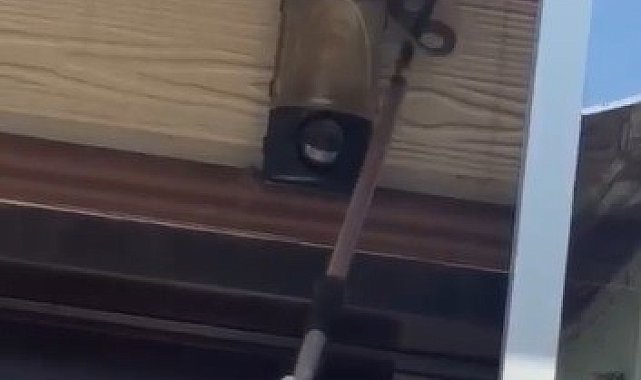 Tavandaki yılan paniğe neden oldu