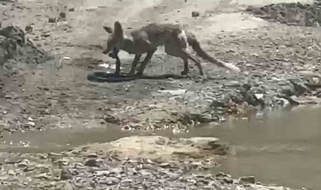 Tilki ile yılanın yaşam savaşı