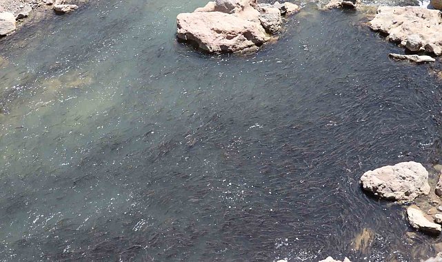 Tonlarca sazan balığı can çekişiyor