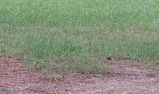 Top cambazı karganın hareketleri şaşırttı