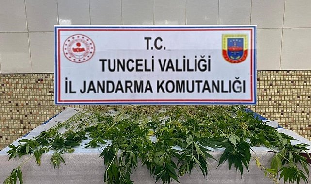 Tunceli&#039;de 227 kök kenevir ele geçirildi