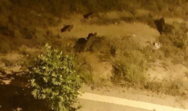 Tunceli'de aç kalan yaban domuzları şehre indi