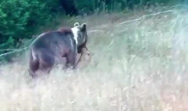 Tunceli'de bozayı, dağ keçisini avladı