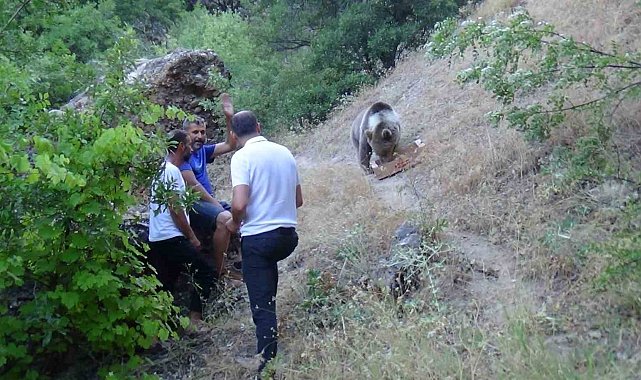 Tunceli'de bozayı, karnını doyurmak için kamp alanına geliyor
