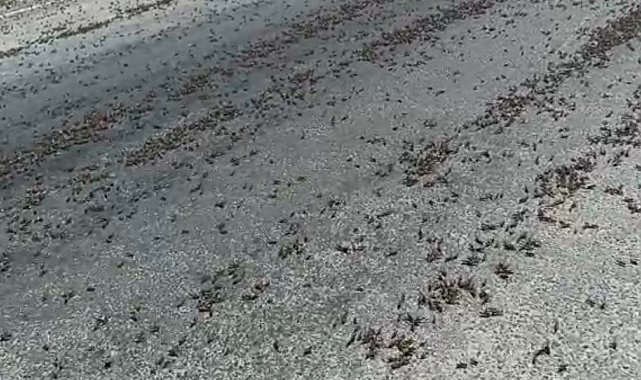 Tunceli'de kara yolunda sürü halinde çekirge görüntülendi