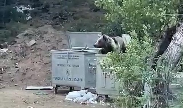 Tunceli'de piknik yapan vatandaşlara 'ayı' sürprizi