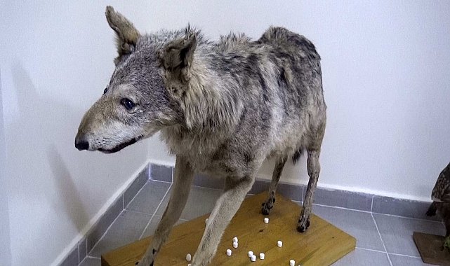 Türkiye'nin canlı ve minarel türleri bu müzede sergileniyor