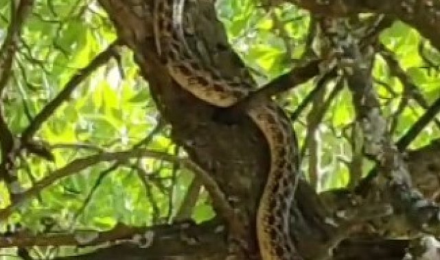 Türkiye'nin en büyük yılanlarından sarı yılan Tunceli'de görüntülendi