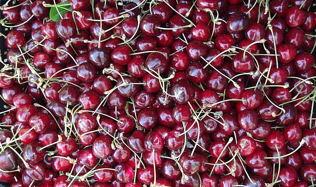 Türkiye'nin en geç kiraz hasadı Ahlat'ta yapılıyor