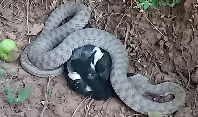 Türkiye'nin en zehir yılanı, kargayı yerken görüntülendi