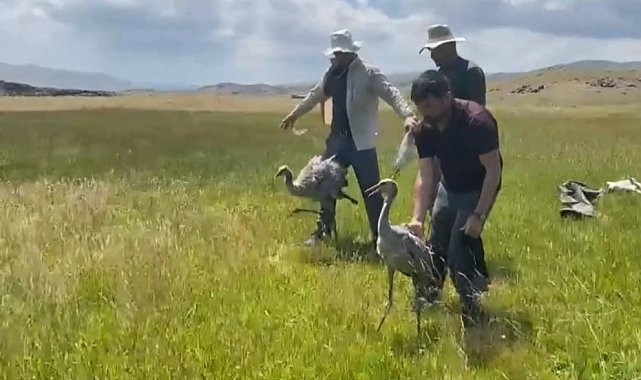 Van'da 4 yavru turna halkalanırken, bir yavruya ise uydu vericisi takıldı