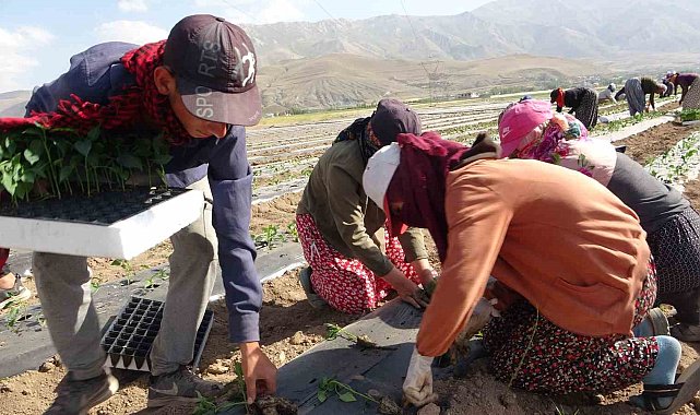 Van'da mevsimlik tarım işçileri bunaltıcı sıcaklara rağmen tarlalarda çalışmayı sürdürüyor