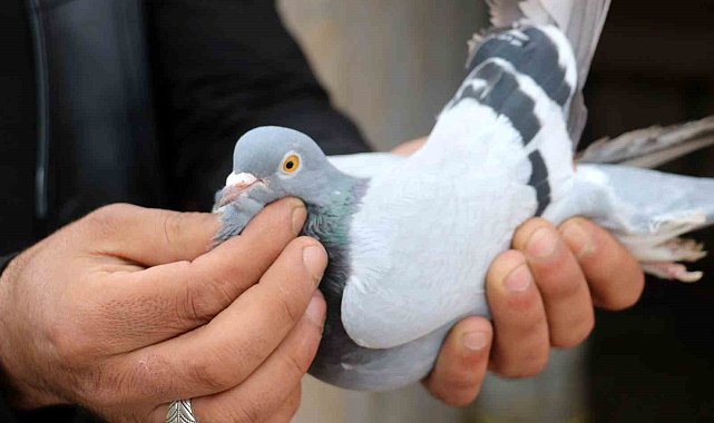 Vazgeçilmeyen bir tutku, saatlerce yanlarında bekliyorlar