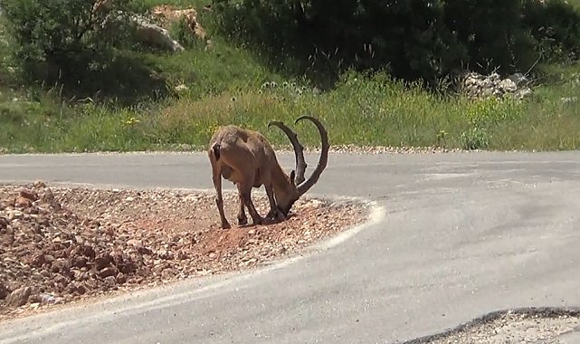 Yaban keçileri 'tuz' için karayoluna iniyor
