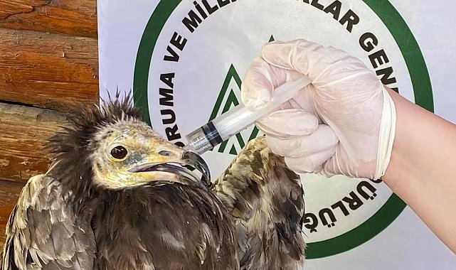 Yaralı Akbaba ve Kızıl Şahin Kars'ta tedavi altına alındı