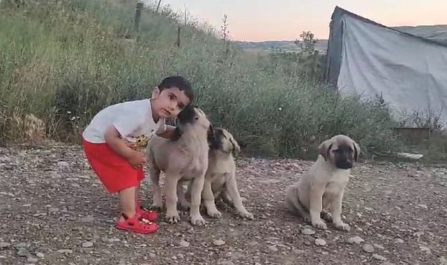 Yaşı küçük hayvan sevgisi büyük