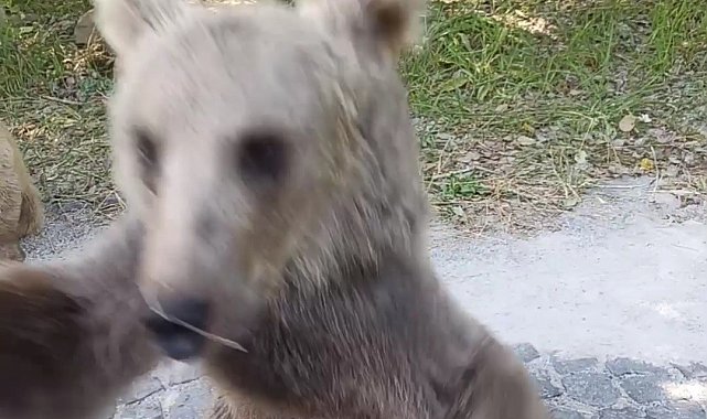 Yavru ayının araç sürücüsüne saldırısı kameraya yansıdı