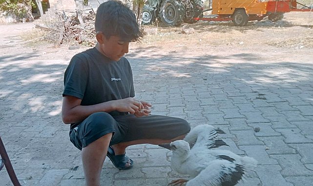 Yavru leyleği elleriyle besliyor