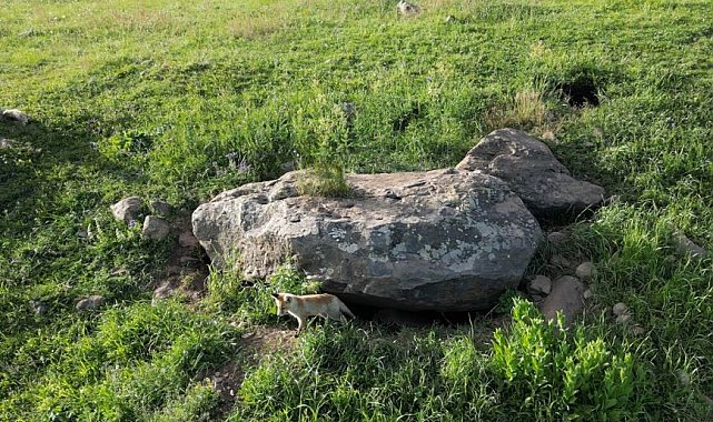 Yavru tilkilerin annelerini bekleyişi havadan görüntülendi