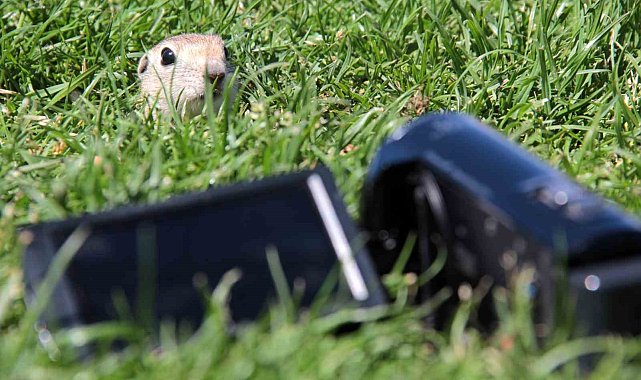 Yer sincapları yuvalarında objektife yansıdı