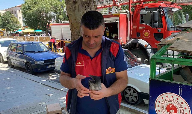 Yere düşen yavru kargayı yuvasına koyan itfaiye ekipleri, vatandaşları anne karganın saldırısından kurtardı