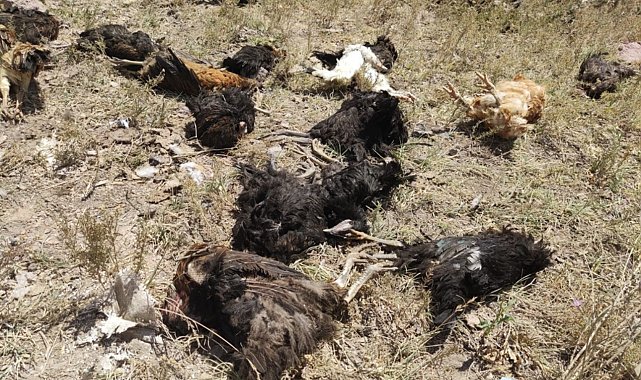 Yüksekova'da başıboş köpekler 50 tavuğu telef etti