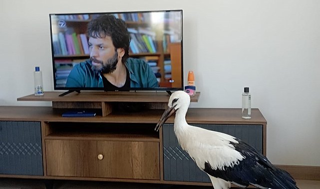 Yuvasından düşen leylek elektrik kesilerek yerine bırakıldı