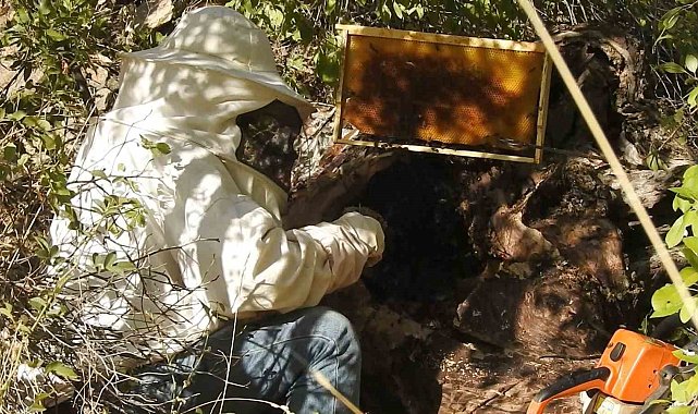 'Bal avcıları' su kenarından takip ettikleri arılarla doğal bala ulaşıyor