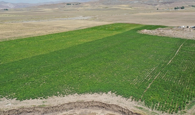 Ağrı'da devlet desteğiyle patates eken çiftçiler yüksek verim bekliyor