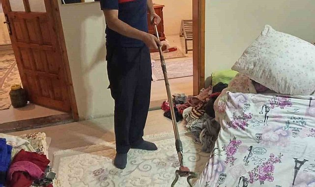 Ağrı'da evine yılan giren aile itfaiyeye sığındı