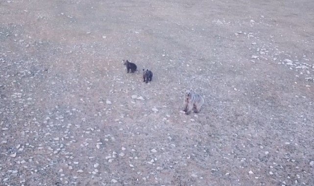 Anne ayı ve 2 yavrusu dron ile görüntülendi